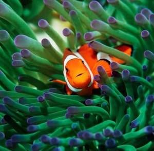 Meet your Posher, Connie